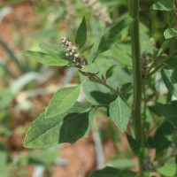 Chenopodiastrum murale (L.) S.Fuentes, Uotila & Borsch